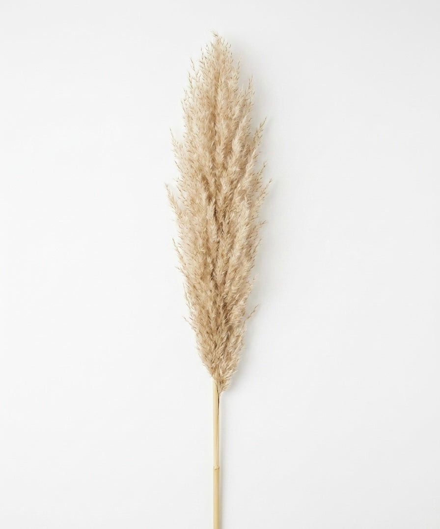 Tall Dried Pampas Grass Stem - Fluffy Natural Decor (1pc)