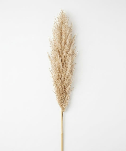 Tall Dried Pampas Grass Stem - Fluffy Natural Decor (1pc)