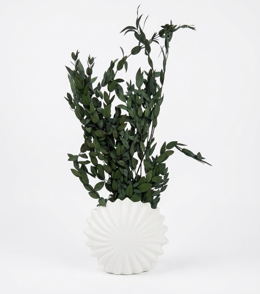 Radiant Shell Pottery Vase with Preserved Ruscus