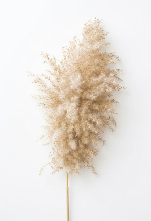 Large Fluffy Pampas Grass – Natural Cream